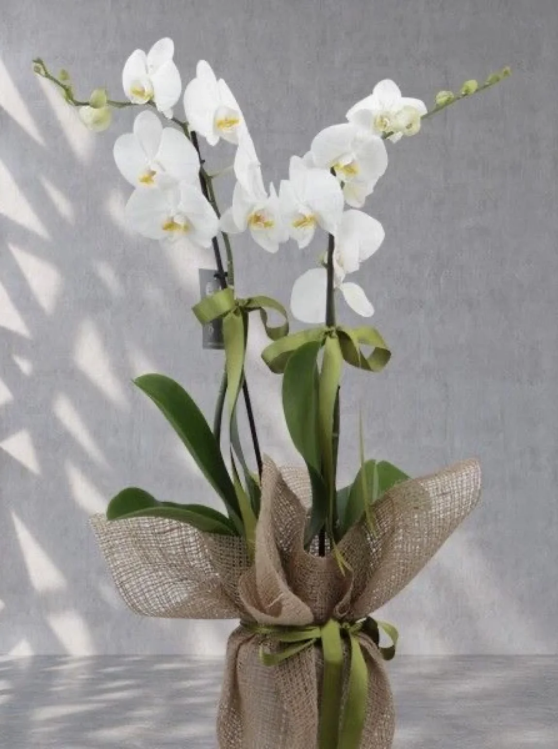 Çi̇ft Dal Beyaz Orki̇de